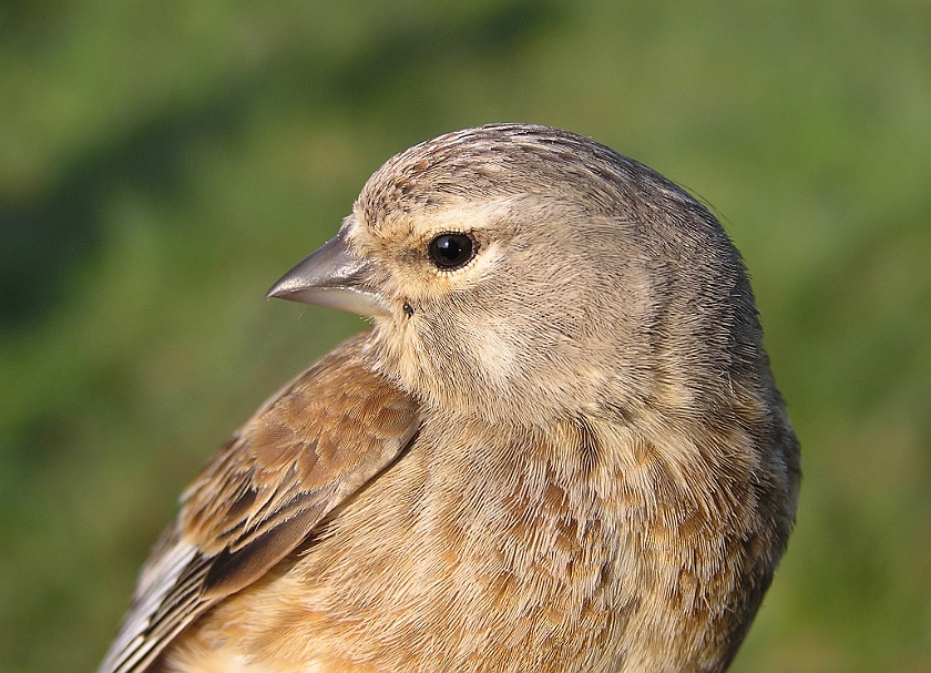 Common Linnet, Sundre 20080503